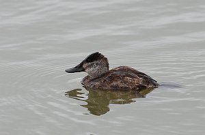 Duck, Ruddy, 2013-01053113 Estero Llaano Grande State Park, TX